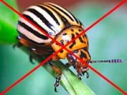 Инсектициды