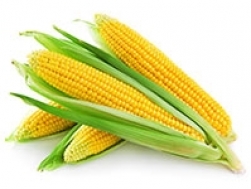 Кукуруза