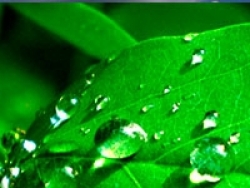 Прилипатели