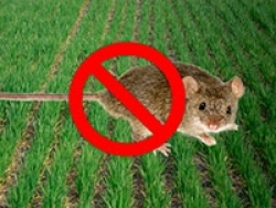 Родентициды